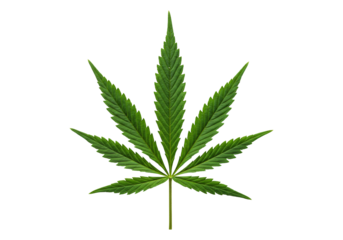 Detailed green leaf against transparent background natural botanical design