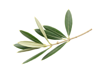 Olive branch with green leaves isolated on transparent background