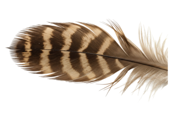 Striped bird feather close up isolated on transparent background