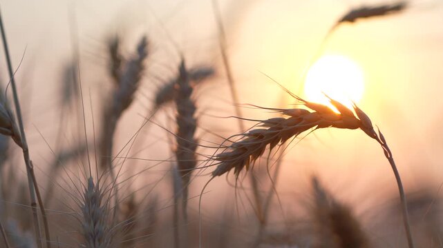 wheat field at sunset