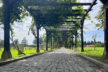 Cobbled road and pergola with green leaves in countryside