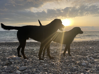 Cute dogs on summer beach in sun light