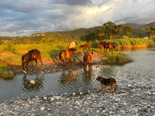 Horses in the sunlit on beautiful nature background