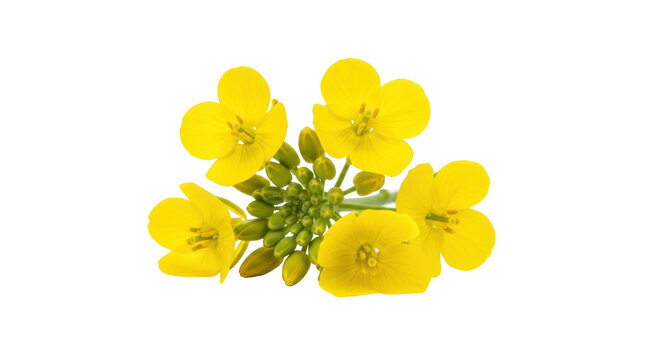 Isolated rapeseed flowers