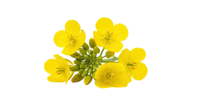 Isolated rapeseed flowers