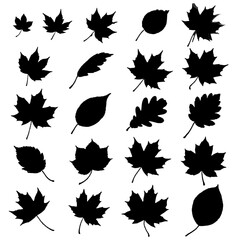 Fototapeta premium Set of black silhouettes of various tree leaves including maple and oak with textured edges.
