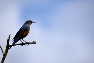 Male Blue Rock Thrush Perched on Top of Tree Branch against Blue Sky, Miyakojima, Japan
