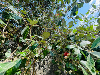 Crimson feijoa blossoms. Secret garden tranquility