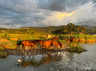 Summer Sunset Landscape. Brown horses, lake and sky with clouds
