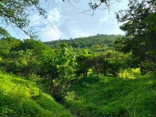 Spotted Bird Eggs in a Nest on the Ground