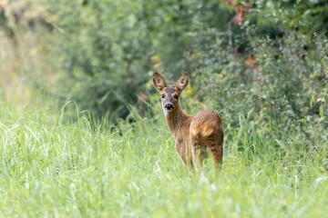 Junges Reh am Waldrand