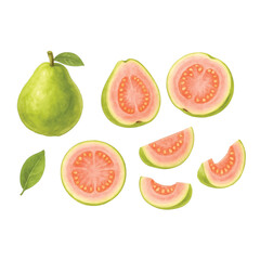 Guava Bundle—Guava, Half of Guava, Slice of Guava. Watercolor Illustration. Design Element. Clip art. Suitable for artwork design.