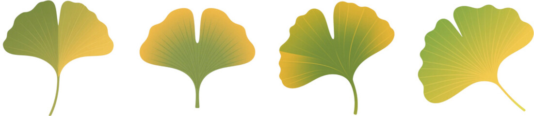 イチョウ 葉 植物 イラスト