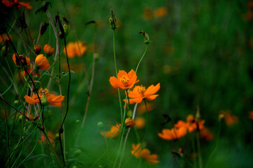 Spring blooming colorful flowers in garden. Orange calendula field in the garden. Geum coccineum borisii or dwarf orange avens red flower with green background.