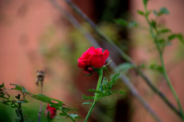 Red Rose Close-Up with Blurred Green Background &ndash; Selective Focus Nature Photography