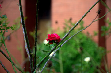 Red Rose Close-Up with Blurred Green Background &ndash; Selective Focus Nature Photography