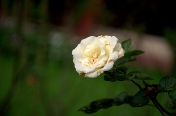 White rose on the branch in the garden. A fresh rosette flower of adenium plant in variegated patels of cream yellow and pink margin.