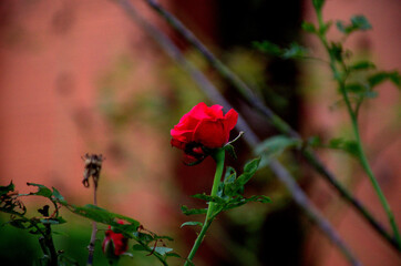 Red Rose Close-Up with Blurred Green Background &ndash; Selective Focus Nature Photography