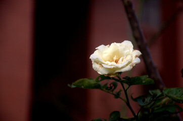 White rose on the branch in the garden. A fresh rosette flower of adenium plant in variegated patels of cream yellow and pink margin.