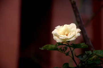 White rose on the branch in the garden. A fresh rosette flower of adenium plant in variegated patels of cream yellow and pink margin.