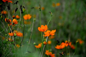 Spring blooming colorful flowers in garden. Orange calendula field in the garden. Geum coccineum borisii or dwarf orange avens red flower with green background.