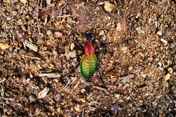 Ground beetle Carabus jankowskii copper-red edging in broad-leaved fir forests in the Sikhote Alin...