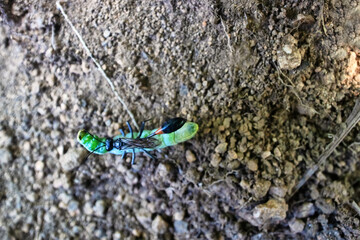 This digger wasp like Ammophila sabulosa drags the paralyzed butterfly larva into a burrow, where...
