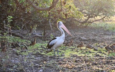 Australian pelican amongst whistling ducks at Yellow Waters Billabong wetlands in Kakadu NP catching first sun rays in the dry season © Helge