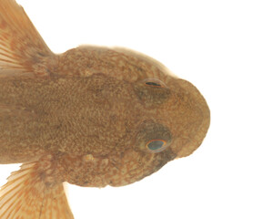 The excessively large head of the gobius prevents it from swimming and needs a special ventral fin...