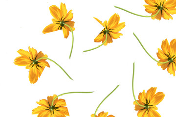 A seamless vector floral pattern with a yellow flower and autumn leaf design