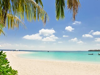 tropical beach with palm trees