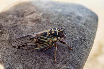 Mountain cicada (Cicadetta montana, male) (Cicadidae, Hemiptera) on slopes of seaside forest hills....