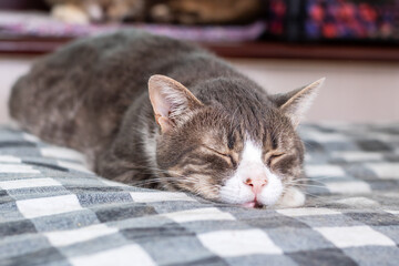 A Relaxed Cat Peacefully Sleeping on a Cozy and Warm Bed