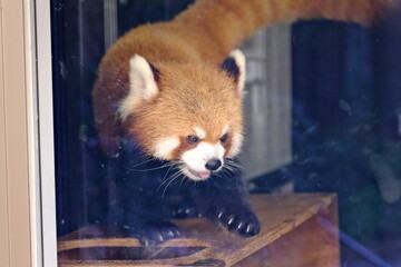 Agitated Red Panda Showing Warning Behavior