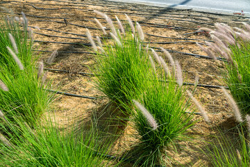 Drip irrigation water pipes (drip system) in the desert, green plants on sea shore, small reed (calamagrostis) blooms. Arabian Peninsula