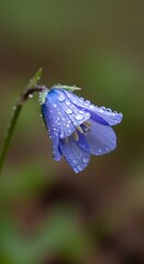Delicate bluebell adorned with glistening raindrops in a serene woodland ambiance