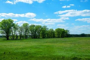 Forest and meadow. The remains of the floodplain forest in the valley of the big sluggish river in favor of the inundation meadow to graze cows
