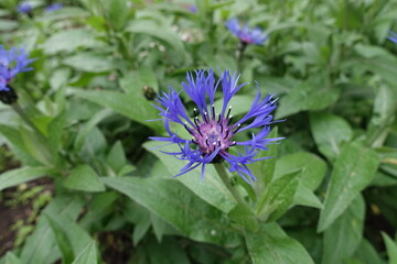 Close view of purple and blue flower of Centaurea montana in May