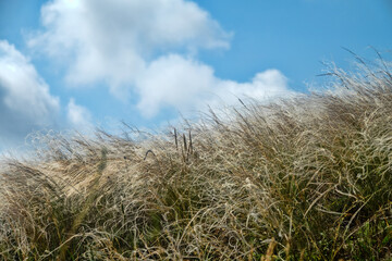 Feather-grass true steppe. Northern Black Sea region. The most common is (Stipa lessingiana or Stipa brauneri). Crimea, Kerch Peninsula