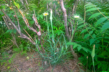 The Dwarf dandelion (Tragopogon majus) in the grove is poisonous Asian sumach (Ailanthus altissima) where there is no undergrowth, unfavorable environment and shade tolerance, Sea of Azov shore
