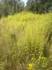 Summer meadow with yellow wildflowers and forest in background.