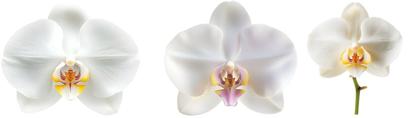 white orchid flower isolated on white