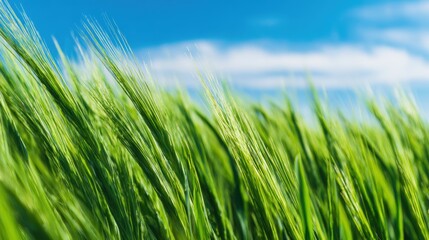 Obraz premium Lush green grass sways gently under a bright blue sky with fluffy clouds, depicting a serene nature scene