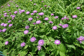 Numerous pink flowers of Centaurea dealbata in May © Anna