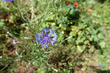 Single blue flower of Centaurea cyanus in June