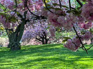 Japanese cherry tree in spring