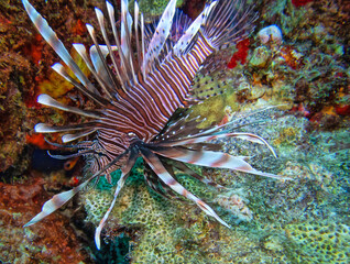Lionfish off coast of Bonaire