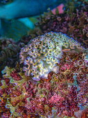 Elysia crispata, lettuce sea slug , lettuce slug, sea slug