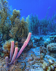 Caribbean coral garden