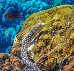 Myrichthys breviceps, the sharptail snake-eel, .